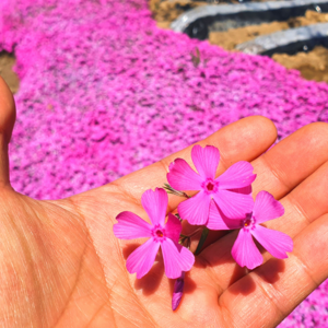 [가든직송] 꽃잔디 분홍 진분홍 모종 조경 잔디 50포트, 꽃잔디 50포트*2개, 1개