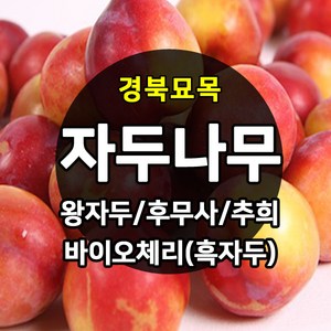 [경북농원] 자두나무 접목묘 특묘 (왕자두/후무사/추희/바이오체리/플럼코트), 바이오체리(흑자두) 접목  상묘, 1개