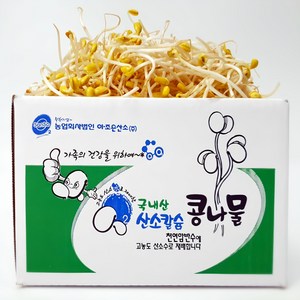 [ 평점 4.8이상 무농약 인증] 생산 콩나물 국산콩 산소 콩나물, 1kg, 콩나물1박스