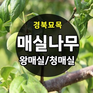 [경북농원] 매실나무 접목묘 특묘 (왕매실/청매실/홍매실), 홍매실 접목 2년생 상묘, 1개