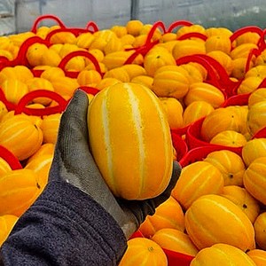 [도매시장납품] 초특가 최고당도 성주 꿀참외 못난이, 1박스, 2kg (혼합과)