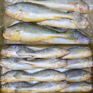 자갈치닷컴 부세조기 1박스, 7개, 31cm전후