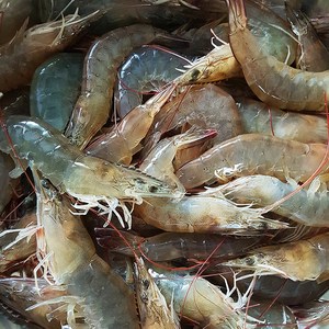 고성왕새우(대하) 1kg, 1개, 1kg (약 30미내외)