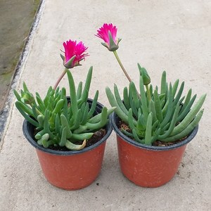 행복한꽃순이 신월 (진자주), 1개