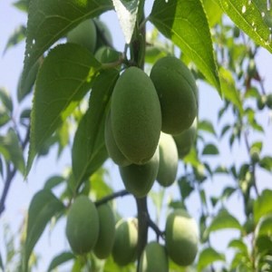 연세원예 왕매실 특묘 묘목-접목1년 1주, 1개