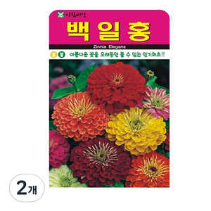 백일홍 씨앗 200립, 2개