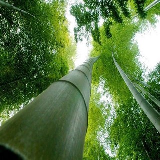 [전라] 매일 대전 오송출발 담양죽녹원 임실 옥정호 출렁다리 전주한옥마을  봄꽃축제 코레일 기차여행