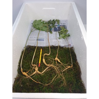 가을황절삼 지종산삼