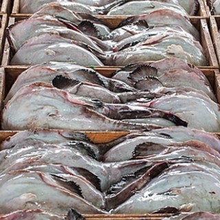 [손질완료] 담백한 바다향 그대로 절단 아귀, 1박스, 1kg