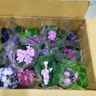 바이올렛 제품으로 문제 해결하기