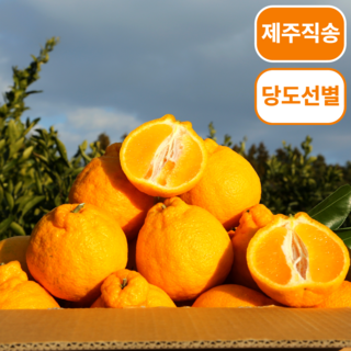 제주농원 한라봉