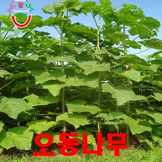 오동나무 씨앗