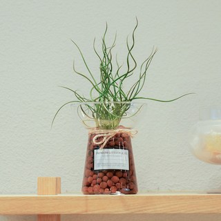 피오그린 스프링골풀 공기정화식물 수경재배 식물 키우기 꼬불이 플랜테리어 감성식물 1개 상품 이미지