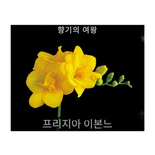 프리지아 이본느 10구/추식구근판매