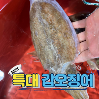 살아있는 횟감가능한 국내산 갑오징어 생물, 1박스, 특대 갑오징어 2kg(4-6미)