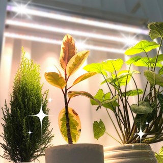 식물전파사 꿀빠 식물등, 4세트, 주백색