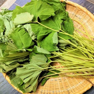 [새벽수확] 청정지역에서자란 머위 머위잎 봄나물, 1박스, 2kg