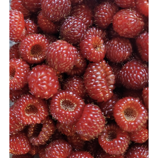 국내산) 산지직송 신선하고 탱글한 세콤달콤 햇 산딸기 (급냉), 1개, 500g (급냉)