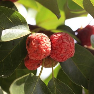 뽕나무 구찌뽕 꾸지뽕 나무 묘목 접목 1년생 유실수, 1개, 꾸지뽕나무 묘목 (특묘)