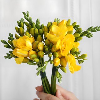 플라워365마켓 노랑 프리지아 10대