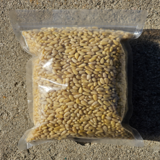 24년 햇잣 작은알 1kg 백잣, 1개