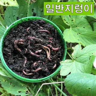 파란 일반지렁이/청지렁이 낚시 유치원 교육용 장어, 민물꽃지렁이(소), 1개