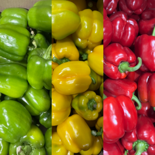 산지직송 신선한 3색 파프리카, 1박스, 3색 못난이 파프리카 1kg(색랜덤)