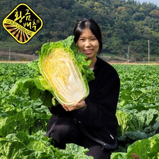[가격에 속지마세요] 황금돼지 절임배추 HACCP인증 해남 절임배추 국산 20kg 라이코펜 다량함유 황금배추 / 염도1% 당도6Brix이상, 원하시는 도착일(김장전날)을 꼭 기재해주세요., 1세트