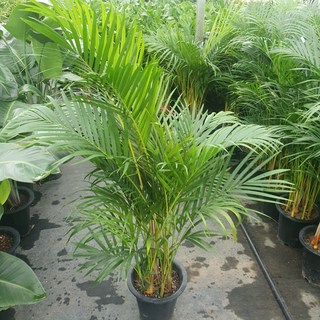 아레카야자 초특가 대품 100~130cm 299 1개 상품 이미지