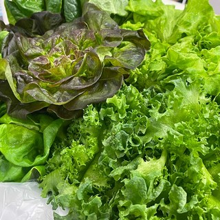 유러피안 채소 1kg 친환경 무농약 샐러드 채소 4~5종, 1개