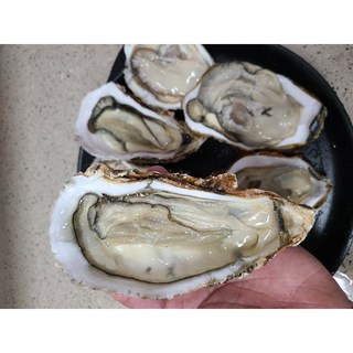 [마켓오션] 통영 프리미엄 최고급 대왕 삼배체 굴 산지직송, 1박스, 3kg