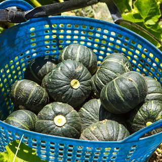제주꿀범벅 미니 밤호박 단호박 2kg 4kg 9kg, 제주꿀범벅 미니단호박 2kg(4-10과), 1박스