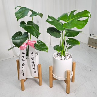앤드플라워 택배발송 중형 화분세트 + 우드스탠드 + 리본글씨 + 식물가이드 금전수 개업화분 실내공기정화식물, 03.몬스테라(52cm)우드스탠드, 1개