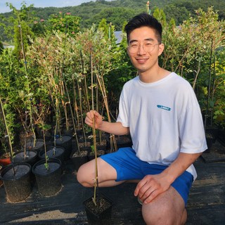 세종원예농원 화이트핑크셀릭스 3년 1m 스텐다드 수형 호분묘 삼색버드나무, 1개