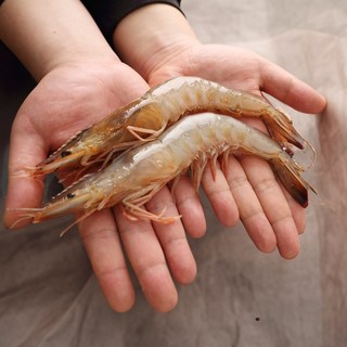 서해 연평도 자연산 암대하 왕새우, 1개, 자연산 암대하 (14~16미, 1kg) 왕사이즈