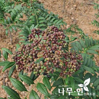 산초나무 실생묘목