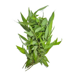 신선한 라우람 베트남고수 향채 rauram 15~40g, 40g, 1개