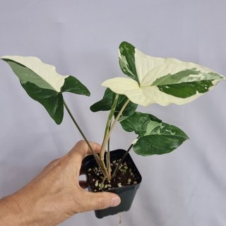 무늬싱고니움 알보 포도필럼 바리에가타 1개 혼합색상 상품 이미지