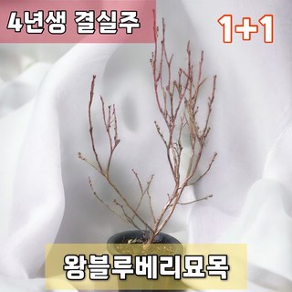 왕블루베리묘목 1+1 나무 4년생 키우기, 2개