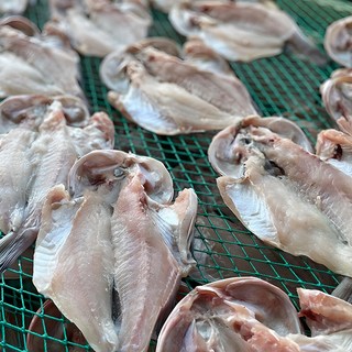 국내가공 손질 능성어 5미 해풍건조 제수용생선 20-23cm 찜 구이 반건조생선, 1세트