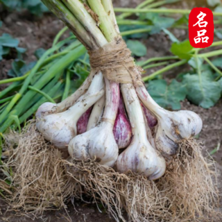 2025년 의성육쪽마늘 통마늘 햇마늘 한지형마늘, 1개, 중2kg (약 60-80개)