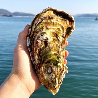 프리미엄 통영석화 특대 삼배체굴 대왕굴 5kg, 1개