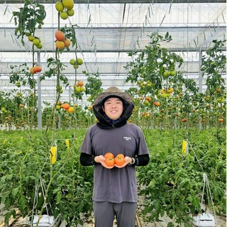 스마트마토 완숙토마토 산지직송 유럽종 5kg 스마트팜 연중생산, 1박스, 5kg 랜덤(못난이)
