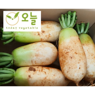 [오늘야채] 25년 전라도 황토무(산지직송), 1박스, 5kg(3-5수)