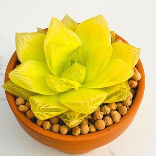 전자파차단식물 산아래 다육이 경화금 선인장
