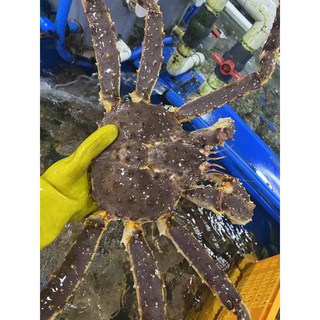 블루 킹크랩 3.5kg 최상급싱싱자숙발송 도매가 살수율80%이상 전지역당일배송 여름휴가이벤트 신선식품 전지역 도매가 당일배송 선물추천
