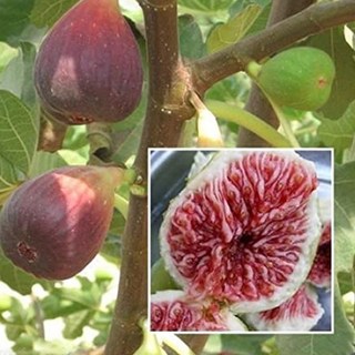 목하원예조경 무화과나무 묘목