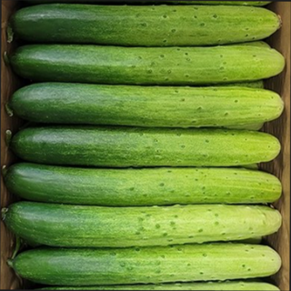 신선한 백오이 백다다기 오이 수분가득식감, 1개, 1kg(1대당 100g~200g내외
