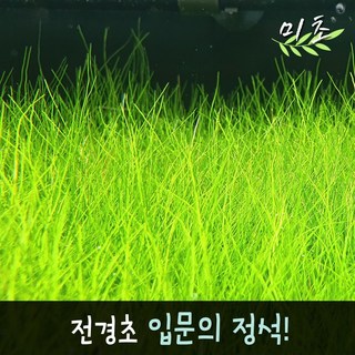 [미초] 미니 헤어그라스 수초