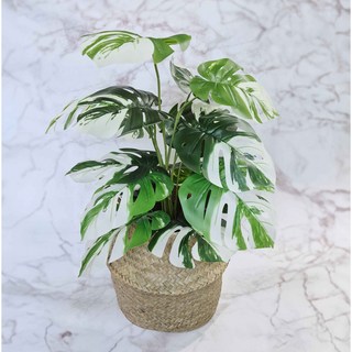 도노하우스 몬스테라 조화 세트 혼합색상 1세트 상품 이미지